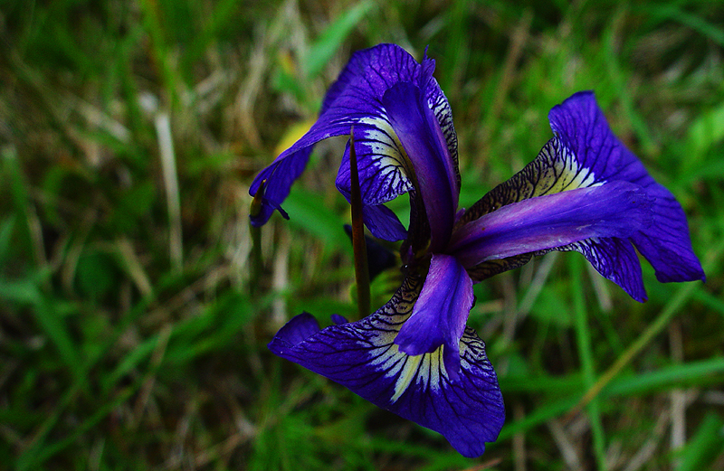 wild_iris