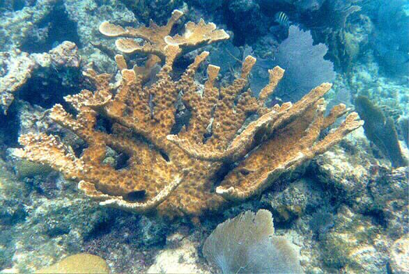 coral2