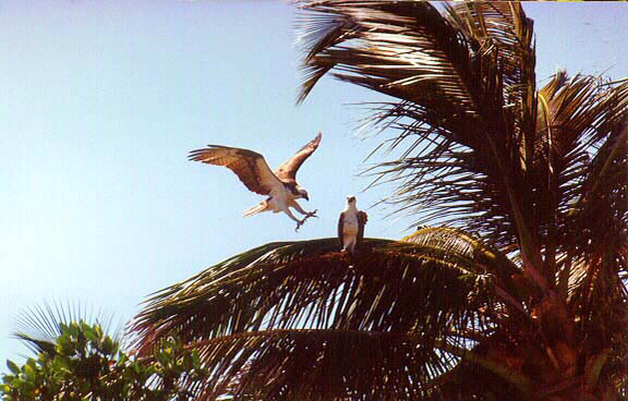 osprey