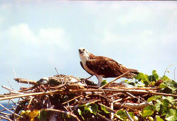 osprey2